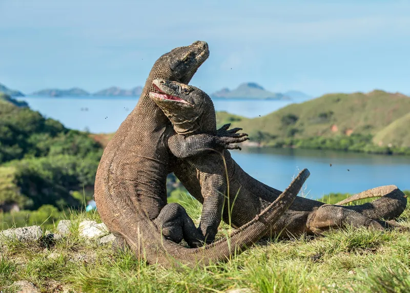 Tablou Canvas, "Îmbrățișarea dragonilor de Komodo", Balans, Natură, Forță, Întindere, Armonie, Salbaticie, Lumină, Peisaj, Verzișor, Relaxare., 70 x 50 cm – poza 2