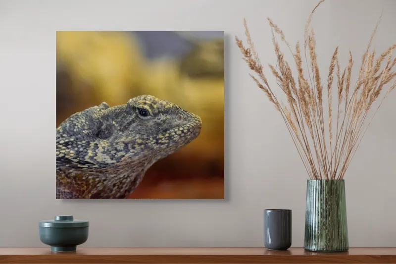 Tablou Canvas, Șopârlă, Textură, Scame, Culori, Natură, Reptilă, Mediu., 50 x 50 cm – poza 4