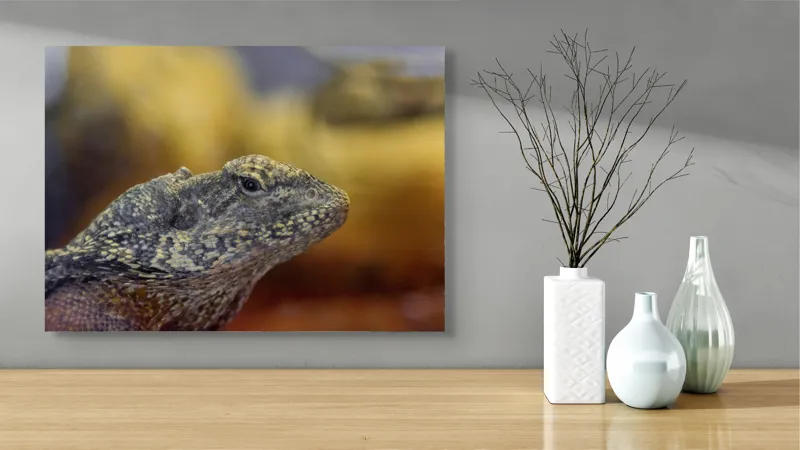Tablou Canvas, Șopârlă, Textură, Scame, Culori, Natură, Reptilă, Mediu., 70 x 50 cm – poza 3