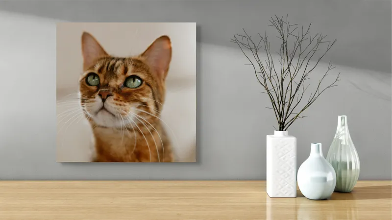 Tablou Canvas, "Tandrețea privirii feline încântătoare", Urechi, Mustăți, Blană, Ochii, Marmorată, Privire, Gingașă, Pisică, 50 x 50 cm – poza 3