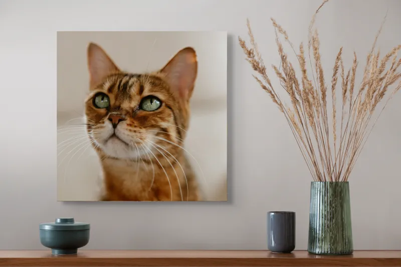 Tablou Canvas, "Tandrețea privirii feline încântătoare", Urechi, Mustăți, Blană, Ochii, Marmorată, Privire, Gingașă, Pisică, 50 x 50 cm – poza 4