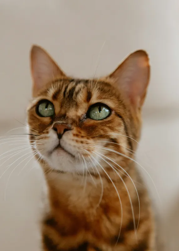 Tablou Canvas, "Tandrețea privirii feline încântătoare", Urechi, Mustăți, Blană, Ochii, Marmorată, Privire, Gingașă, Pisică, 50 x 70 cm – poza 2