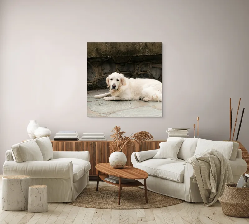 Tablou Canvas, "Câinele odihnindu-se pe terasă de piatră", 100 x 100 cm – poza 3