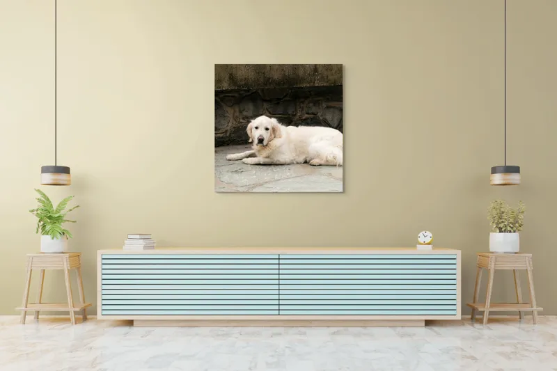 Tablou Canvas, "Câinele odihnindu-se pe terasă de piatră", 100 x 100 cm – poza 5