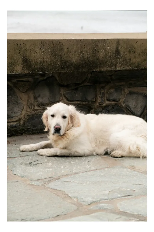 Tablou Canvas, "Câinele odihnindu-se pe terasă de piatră", Nu pot identifica persoane sau animale în imagini, dar pot vedea că este un câine întins pe o suprafață pietruită lângă un perete de piatră., 70 x 100 cm
