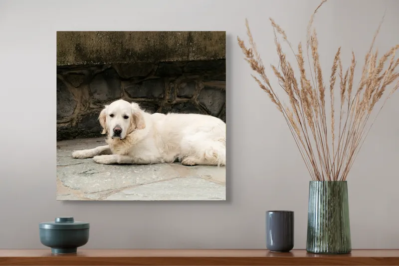 Tablou Canvas, "Câinele odihnindu-se pe terasă de piatră", Nu pot identifica persoane sau animale în imagini, dar pot vedea că este un câine întins pe o suprafață pietruită lângă un perete de piatră., 50 x 50 cm – poza 4