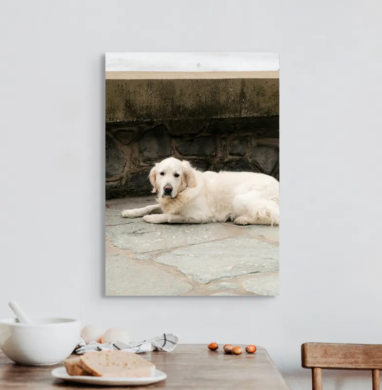 Tablou Canvas, "Câinele odihnindu-se pe terasă de piatră", 50 x 70 cm – poza 3