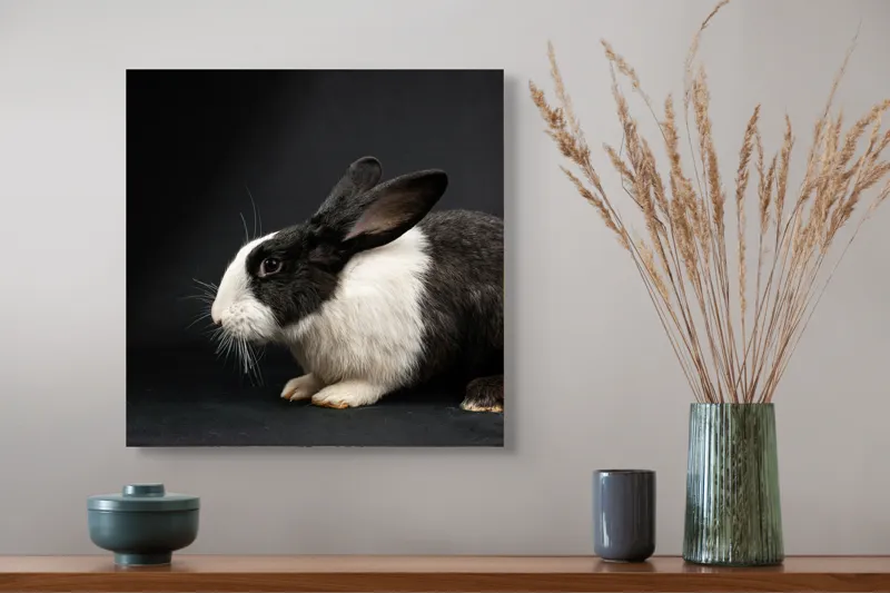 Tablou Canvas, "Iepurele în lumina reflectoarelor dramatice", Nu pot identifica cine este în imagine, dar pot spune că este un iepure., 50 x 50 cm – poza 4