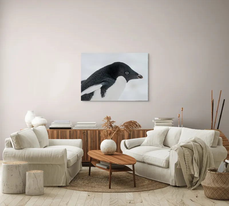 Tablou Canvas, "Pinguin în peisaj de zăpadă albăstruie", Pinguin, Alb, Negru, Ochi, Zăpadă, 100 x 70 cm – poza 3