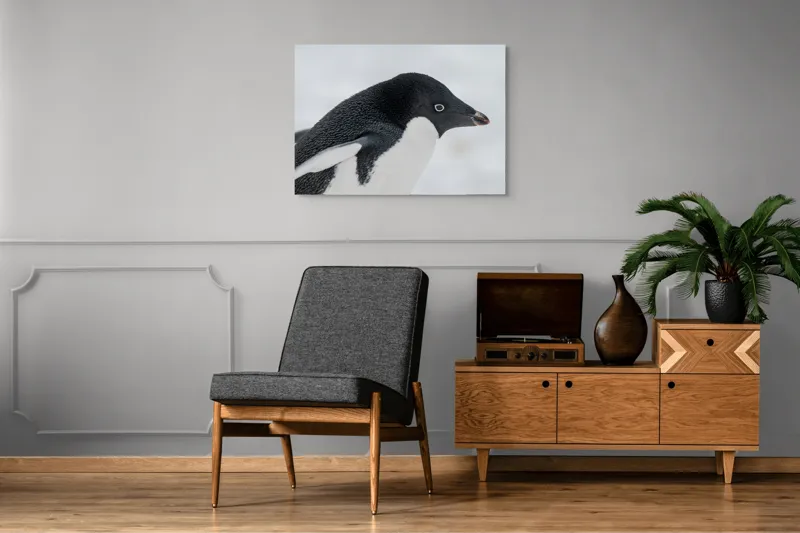 Tablou Canvas, "Pinguin în peisaj de zăpadă albăstruie", Pinguin, Alb, Negru, Ochi, Zăpadă, 100 x 70 cm – poza 8