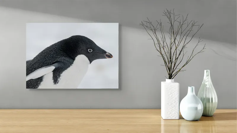 Tablou Canvas, "Pinguin în peisaj de zăpadă albăstruie", Pinguin, Alb, Negru, Ochi, Zăpadă, 54 x 39 cm – poza 3
