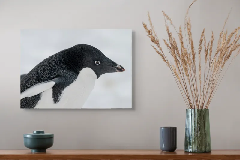 Tablou Canvas, "Pinguin în peisaj de zăpadă albăstruie", Pinguin, Alb, Negru, Ochi, Zăpadă, 54 x 39 cm – poza 4