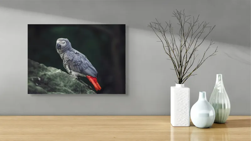 Tablou Canvas, "Papagal gri pe stâncă verde", Papagal, Gri, Stâncă, Coadă, Roșie, Pene, Textură, Ochi, Poză, 54 x 39 cm – poza 3