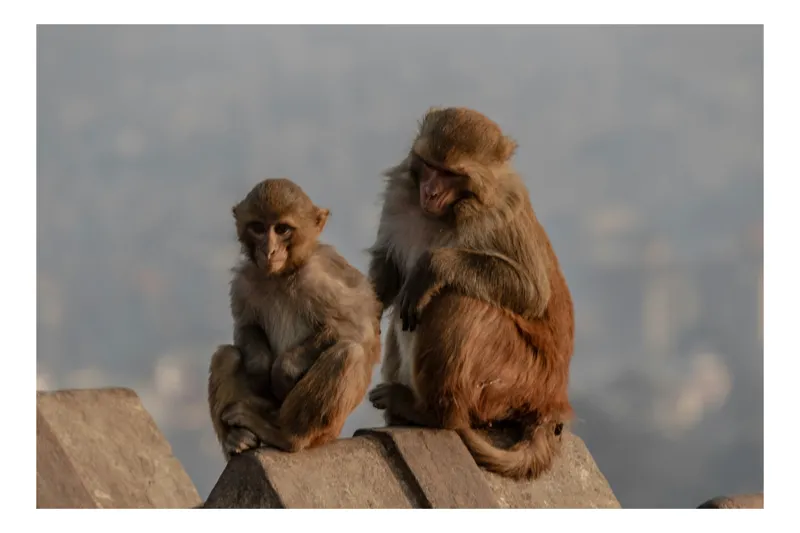 Tablou Canvas, "Priveghi de dimineață între prieteni", Monkeys, Sitting, Alert, Rooftop, Overcast, Calm, Curious, 54 x 39 cm