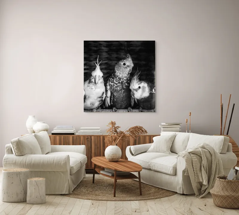 Tablou Canvas, "Patru papagali plini de personalitate", Păsări, Creste, Texturi, Contrast, Penaj, 100 x 100 cm – poza 3