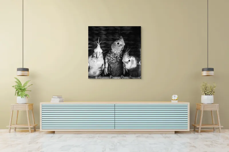Tablou Canvas, "Patru papagali plini de personalitate", Păsări, Creste, Texturi, Contrast, Penaj, 100 x 100 cm – poza 5