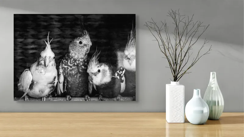 Tablou Canvas, "Patru papagali plini de personalitate", Păsări, Creste, Texturi, Contrast, Penaj, 70 x 50 cm – poza 3