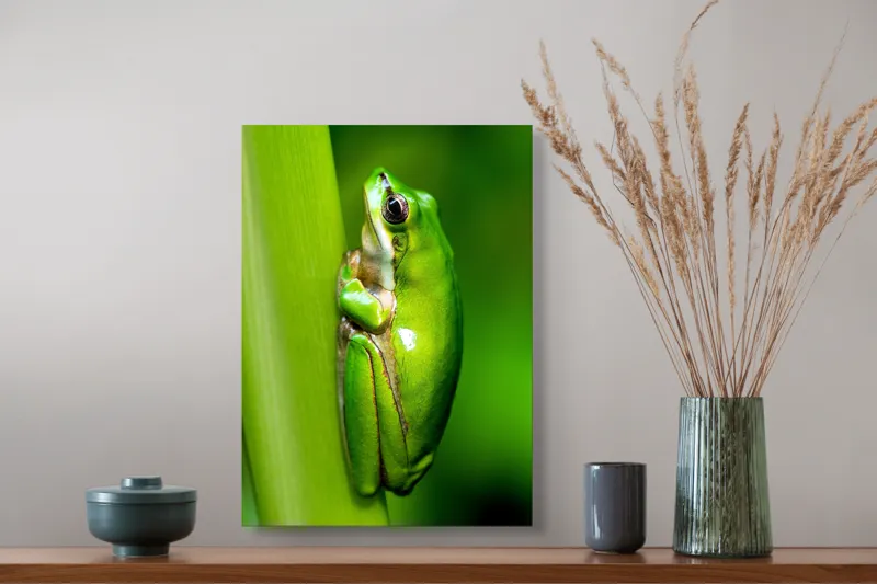 Tablou Canvas, "Broasca odihnindu-se pe o tulpină", Verde, Broască, Frunză, Natură, Agățată, Ochi, Textură, Mediu., 39 x 54 cm – poza 3