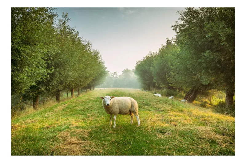 Tablou Canvas, "Oaia singuratică în pădurea deasă", Oi, Iarbă, Copaci, Cer, Natură, Răsărit, Pășune, Liniște, Verdeață, Câmpie, 100 x 70 cm
