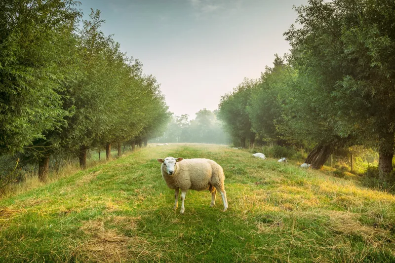 Tablou Canvas, "Oaia singuratică în pădurea deasă", Oi, Iarbă, Copaci, Cer, Natură, Răsărit, Pășune, Liniște, Verdeață, Câmpie, 150 x 100 cm – poza 2
