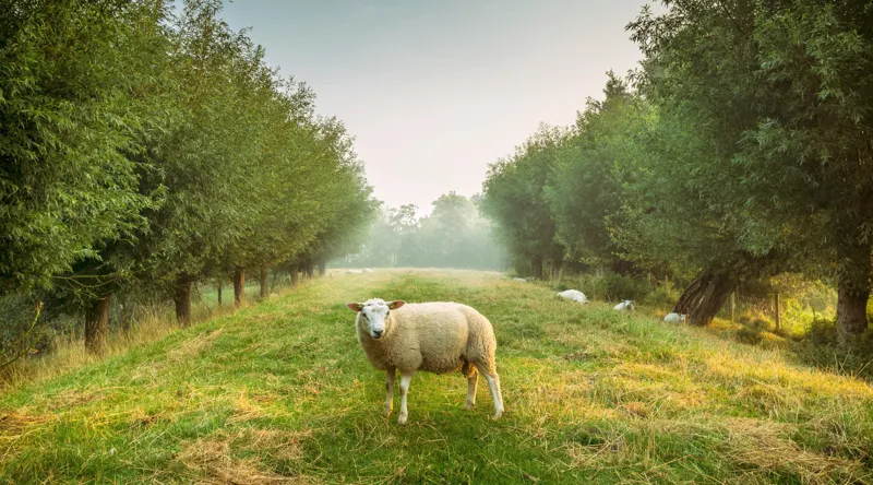 Tablou Canvas, "Oaia singuratică în pădurea deasă", Oi, Iarbă, Copaci, Cer, Natură, Răsărit, Pășune, Liniște, Verdeață, Câmpie, 90 x 50 cm – poza 2