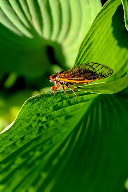 Tablou Canvas, "Cicada odihnindu-se pe frunză verde", Cicada, Frunza, Verde, Aripi, Detaliu, Natură, Lumină, Textură, Contrast, Insectă, 100 x 150 cm – poza 2