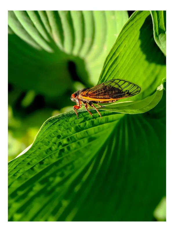Tablou Canvas, "Cicada odihnindu-se pe frunză verde", Cicada, Frunza, Verde, Aripi, Detaliu, Natură, Lumină, Textură, Contrast, Insectă, 100 x 100 cm