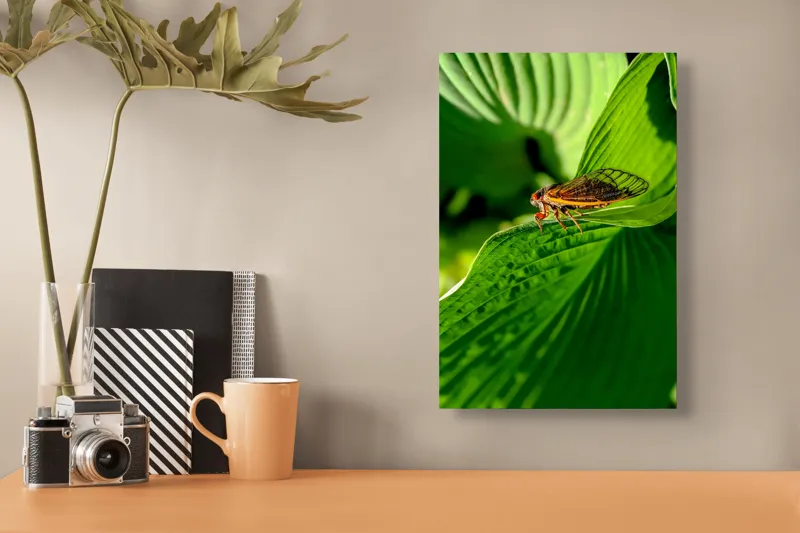 Tablou Canvas, "Cicada odihnindu-se pe frunză verde", Cicada, Frunza, Verde, Aripi, Detaliu, Natură, Lumină, Textură, Contrast, Insectă, 26 x 39 cm – poza 3