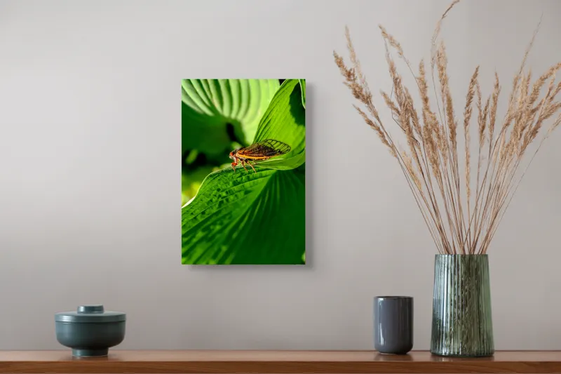Tablou Canvas, "Cicada odihnindu-se pe frunză verde", Cicada, Frunza, Verde, Aripi, Detaliu, Natură, Lumină, Textură, Contrast, Insectă, 26 x 39 cm – poza 5