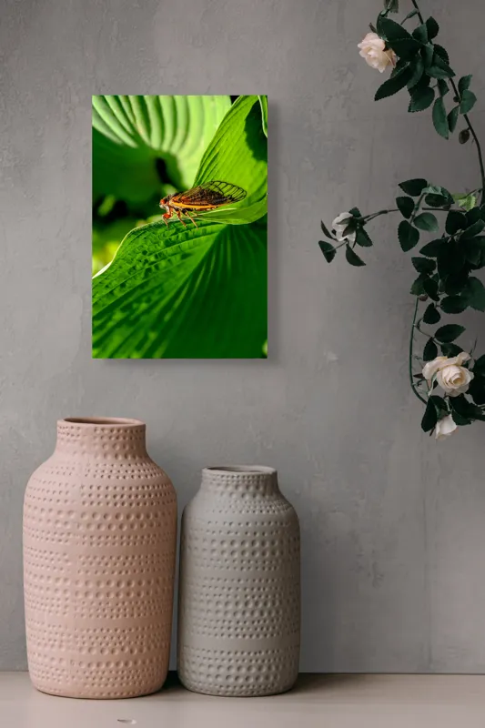 Tablou Canvas, "Cicada odihnindu-se pe frunză verde", Cicada, Frunza, Verde, Aripi, Detaliu, Natură, Lumină, Textură, Contrast, Insectă, 26 x 39 cm – poza 6