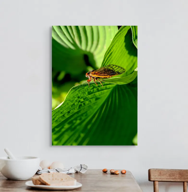 Tablou Canvas, "Cicada odihnindu-se pe frunză verde", Cicada, Frunza, Verde, Aripi, Detaliu, Natură, Lumină, Textură, Contrast, Insectă, 50 x 70 cm – poza 3