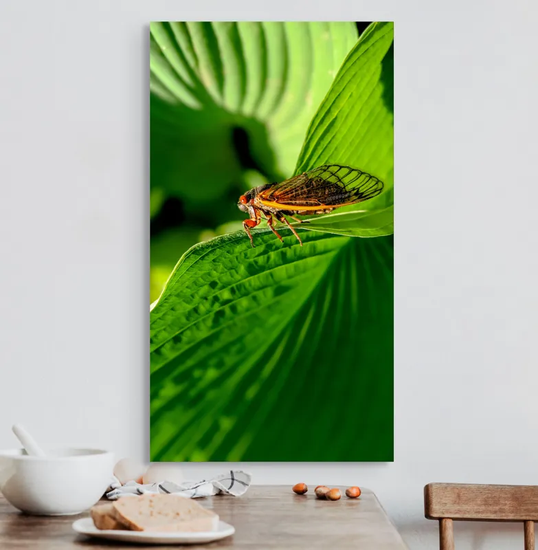 Tablou Canvas, "Cicada odihnindu-se pe frunză verde", Cicada, Frunza, Verde, Aripi, Detaliu, Natură, Lumină, Textură, Contrast, Insectă, 50 x 90 cm – poza 3