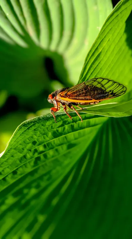 Tablou Canvas, "Cicada odihnindu-se pe frunză verde", Cicada, Frunza, Verde, Aripi, Detaliu, Natură, Lumină, Textură, Contrast, Insectă, 50 x 90 cm – poza 2