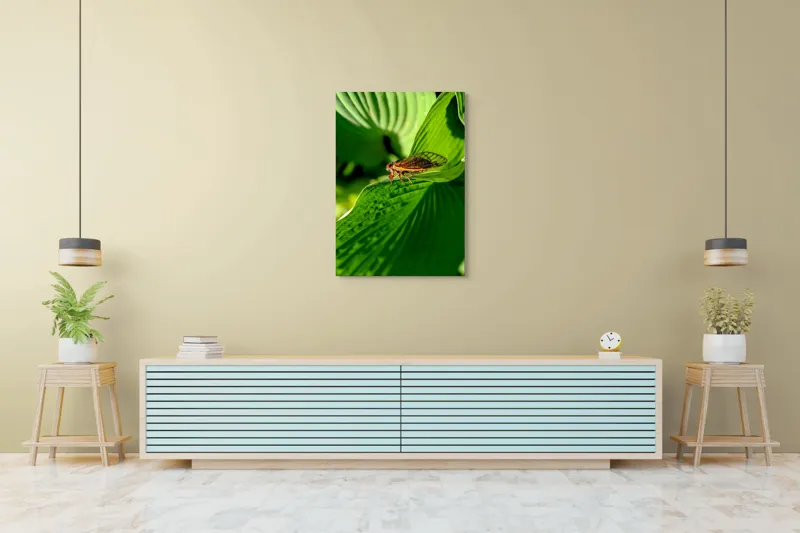 Tablou Canvas, "Cicada odihnindu-se pe frunză verde", Cicada, Frunza, Verde, Aripi, Detaliu, Natură, Lumină, Textură, Contrast, Insectă, 70 x 100 cm – poza 5