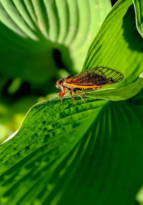 Tablou Canvas, "Cicada odihnindu-se pe frunză verde", Cicada, Frunza, Verde, Aripi, Detaliu, Natură, Lumină, Textură, Contrast, Insectă, 70 x 100 cm – poza 2