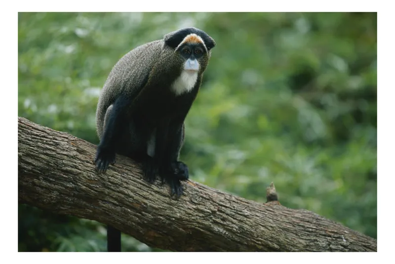 Tablou Canvas, "Maimuța contemplativă pe trunchiul gros", Scamper, Primate, Dense, Fur, Watchful, Perched, Branch, Lush, Verdant, Habitat, 150 x 100 cm