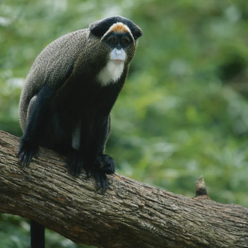 Tablou Canvas, "Maimuța contemplativă pe trunchiul gros", Scamper, Primate, Dense, Fur, Watchful, Perched, Branch, Lush, Verdant, Habitat, 50 x 50 cm – poza 2