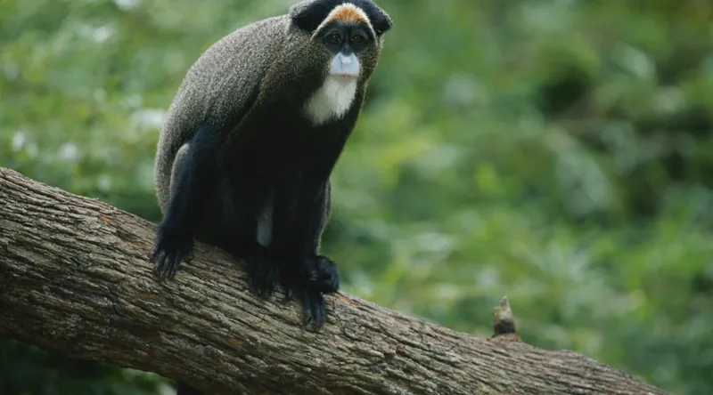 Tablou Canvas, "Maimuța contemplativă pe trunchiul gros", Scamper, Primate, Dense, Fur, Watchful, Perched, Branch, Lush, Verdant, Habitat, 90 x 50 cm – poza 2