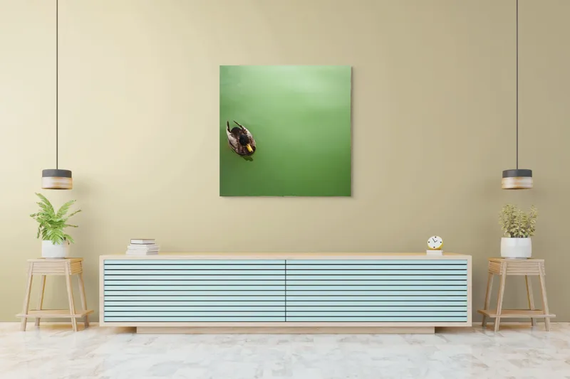 Tablou Canvas, "Rață plutind pe oglinda apei", Rață, Plutind, Apă, Verde, Singurătate, Liniște, Natură, 100 x 100 cm – poza 5