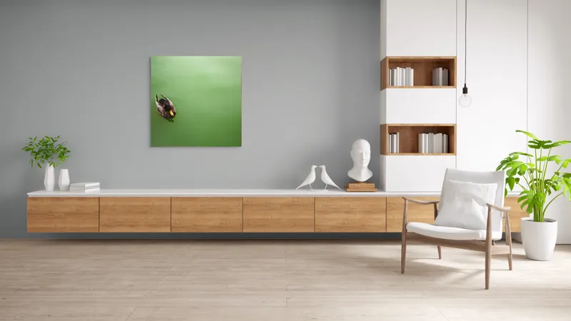 Tablou Canvas, "Rață plutind pe oglinda apei", Rață, Plutind, Apă, Verde, Singurătate, Liniște, Natură, 100 x 100 cm – poza 8
