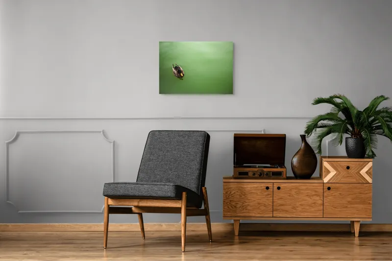 Tablou Canvas, "Rață plutind pe oglinda apei", Rață, Plutind, Apă, Verde, Singurătate, Liniște, Natură, 70 x 50 cm – poza 4