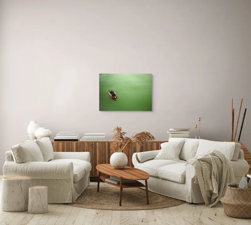 Tablou Canvas, "Rață plutind pe oglinda apei", Rață, Plutind, Apă, Verde, Singurătate, Liniște, Natură, 70 x 50 cm – poza 6