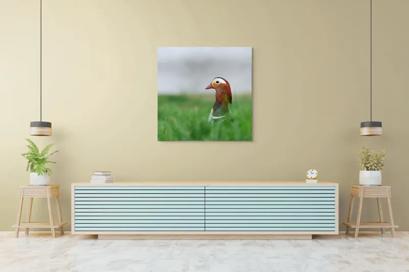 Tablou Canvas, "Rață mandarin printre firele de iarbă", Mandarin, Rațe, Plină, Culoare, Verdeață, Apă, Tranquilitate, Elegant, Natură, 100 x 100 cm – poza 5