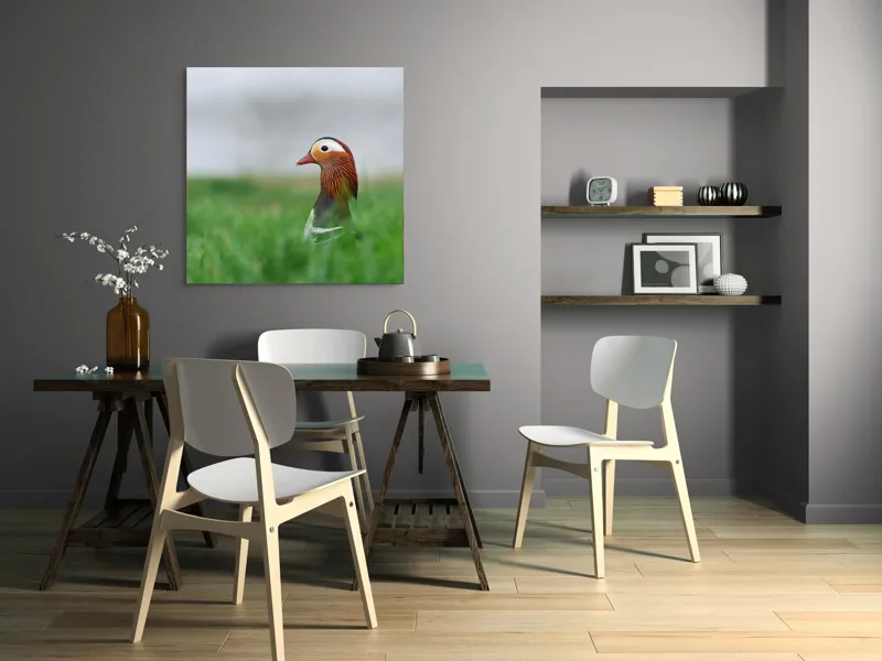 Tablou Canvas, "Rață mandarin printre firele de iarbă", Mandarin, Rațe, Plină, Culoare, Verdeață, Apă, Tranquilitate, Elegant, Natură, 100 x 100 cm – poza 6