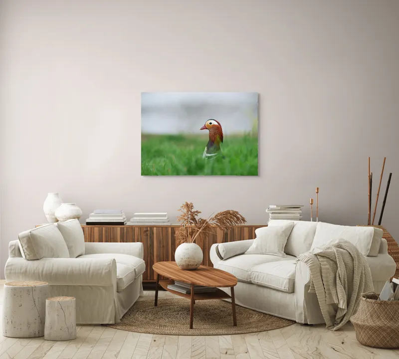 Tablou Canvas, "Rață mandarin printre firele de iarbă", Mandarin, Rațe, Plină, Culoare, Verdeață, Apă, Tranquilitate, Elegant, Natură, 100 x 70 cm – poza 3