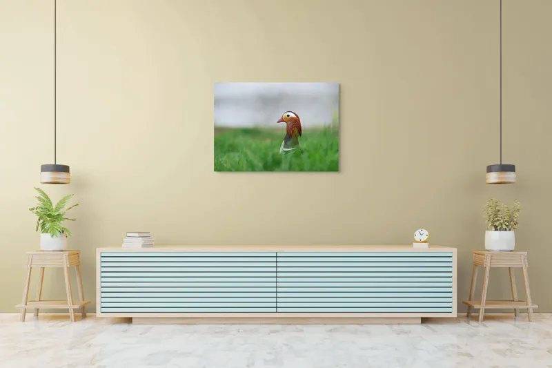 Tablou Canvas, "Rață mandarin printre firele de iarbă", Mandarin, Rațe, Plină, Culoare, Verdeață, Apă, Tranquilitate, Elegant, Natură, 100 x 70 cm – poza 4