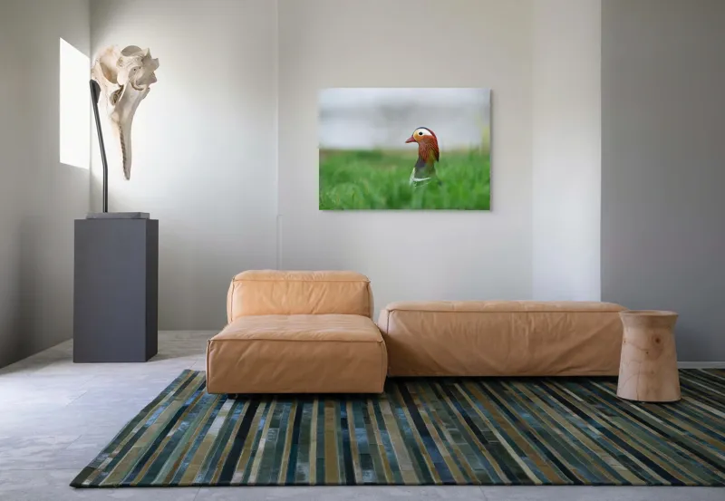 Tablou Canvas, "Rață mandarin printre firele de iarbă", Mandarin, Rațe, Plină, Culoare, Verdeață, Apă, Tranquilitate, Elegant, Natură, 100 x 70 cm – poza 7