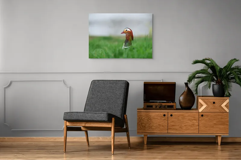 Tablou Canvas, "Rață mandarin printre firele de iarbă", Mandarin, Rațe, Plină, Culoare, Verdeață, Apă, Tranquilitate, Elegant, Natură, 100 x 70 cm – poza 8