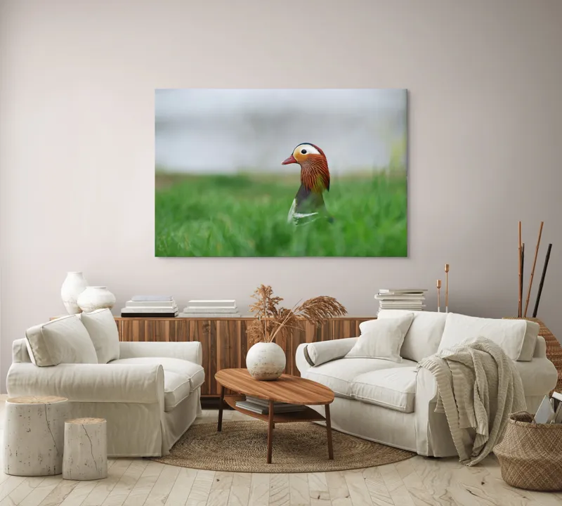 Tablou Canvas, "Rață mandarin printre firele de iarbă", Mandarin, Rațe, Plină, Culoare, Verdeață, Apă, Tranquilitate, Elegant, Natură, 150 x 100 cm – poza 3