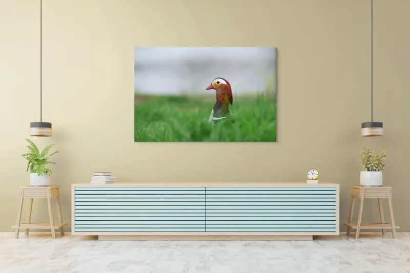Tablou Canvas, "Rață mandarin printre firele de iarbă", Mandarin, Rațe, Plină, Culoare, Verdeață, Apă, Tranquilitate, Elegant, Natură, 150 x 100 cm – poza 6